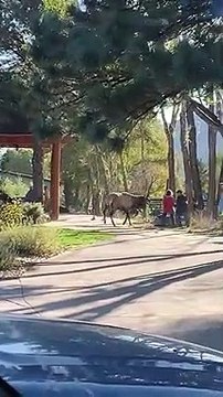 Élan en colère à Estes Park dans le Colorado