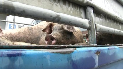 96시간 만에 이동 중지 해제...도축장 '북적' / YTN