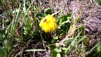 MCH 200 IT'S A BEE'S LIFE OLDS ALBERTA CANADA.BUZZ BUZZ.STING.