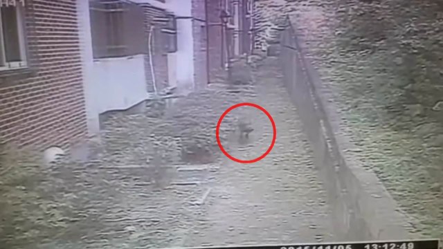 용인 아파트 단지에 멧돼지 출현 소동...실탄 쏴 사살 / YTN