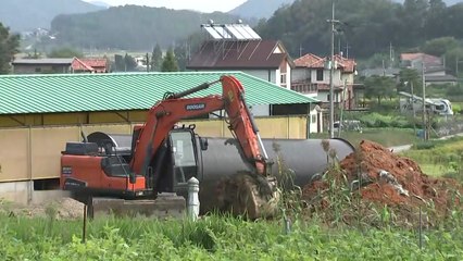 '특단 조치' 오늘부터 강화 돼지 살처분 / YTN