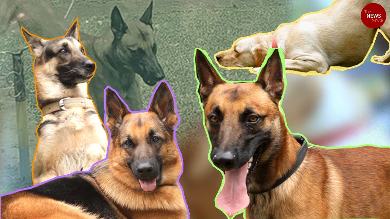 A day in the life of a sniffer dog