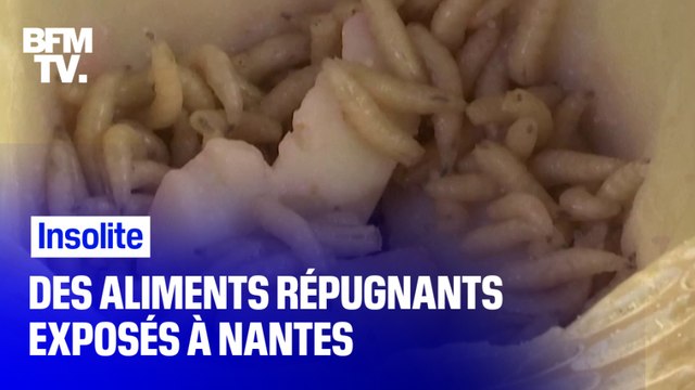 À Nantes, une exposition propose de goûter des aliments répugnants