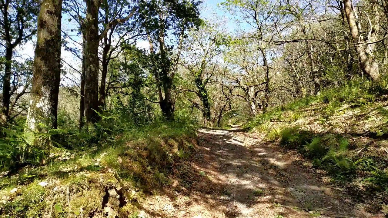 Paseando Por El Bosque Tranquilamente