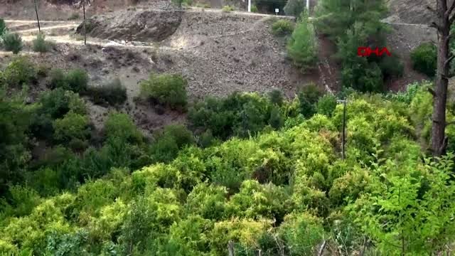 Antalya gazipaşa'da turfanda çekirdeksiz nar hasadı