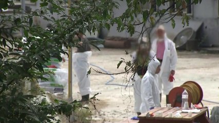 강화 돼지 모두 살처분..."창궐 직전 상황" / YTN