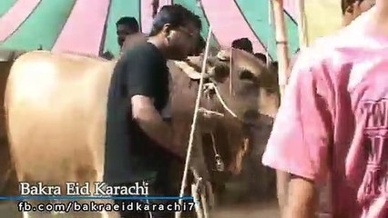 Qurbani Of Bull Part 1 | 2019 | Eid - e - Qurban