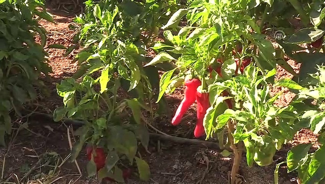 3. Şanlıurfa Lezzetleri ve İsot Festivali