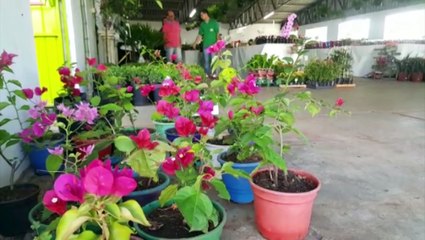 Feira de Flores e Plantas promovida pelo Lions Clube segue até amanhã