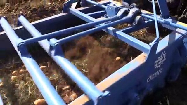 Kışlık patateste verim ve kalite yüz güldürdü - AFYONKARAHİSAR