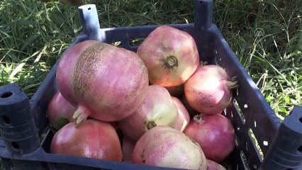 '11. Kültür Sanat Nar ve Kurutmalık Festivali' - GAZİANTEP