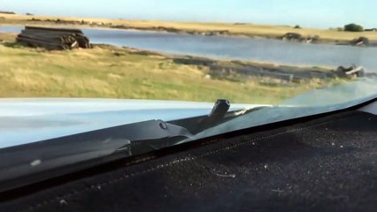 Ce serpent se fait un petit tour en voiture... gratuit