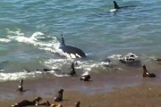 Une orque vient jusque sur la plage pour chasser le phoque