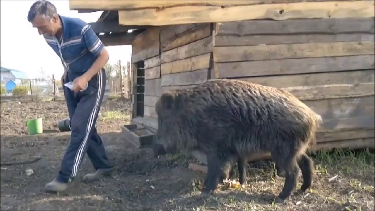 Ce russe a apprivoisé des gros sangliers. Impressionnant