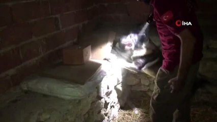 Saman balyaları arasında 2 kilo esrar ele geçirildi: 3 gözaltı