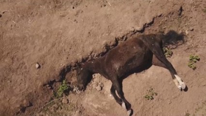 El valle de Putaendo, una fosa común de animales a causa de la sequía en Chile