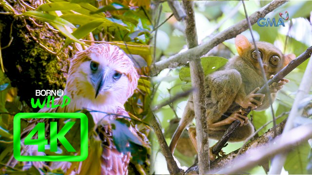 Born to be Wild: Documenting Philippine eagle and Philippine tarsier in 4K | Full episode