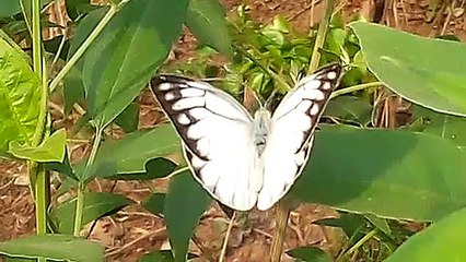 A beautiful  butterfly  sitting in the green plant.