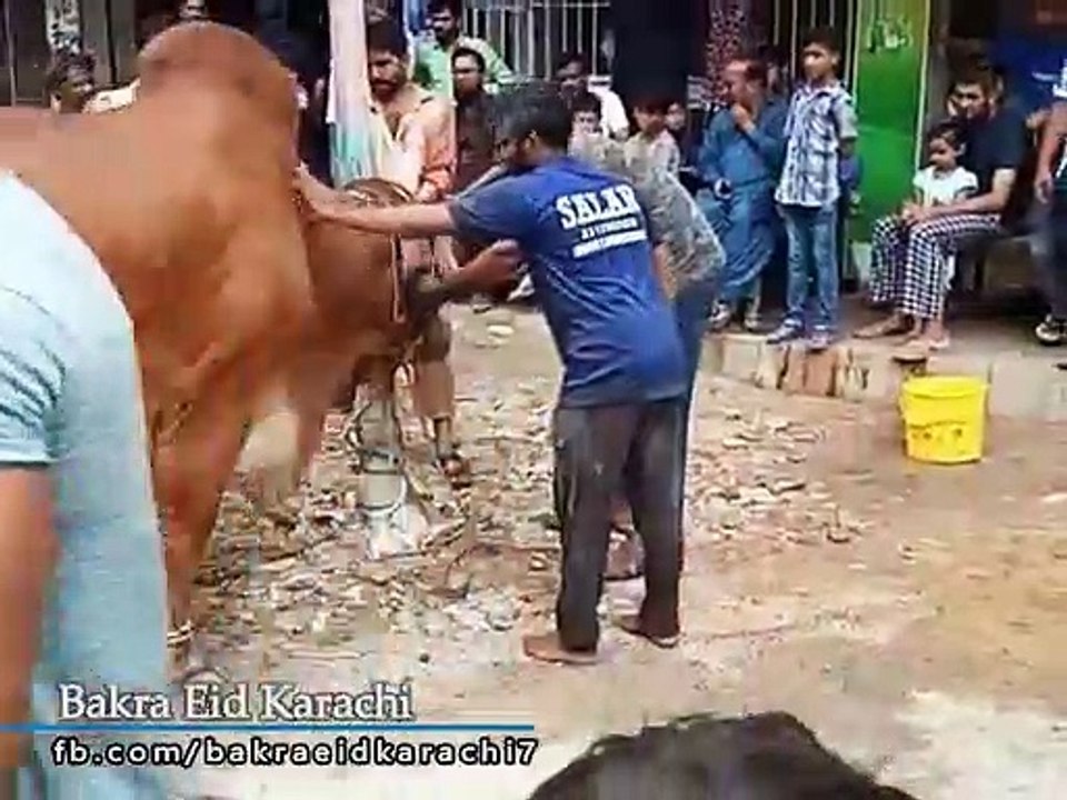 Qurbani Of Bull Part 1 | 2019 | Eid - e - Qurban