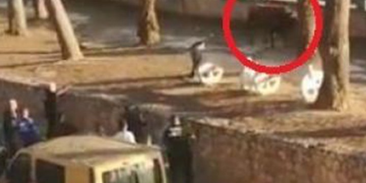 Este toro se fuga de la plaza en Valencia, hiere a una mujer y la Policía lo mata a disparos en la calle