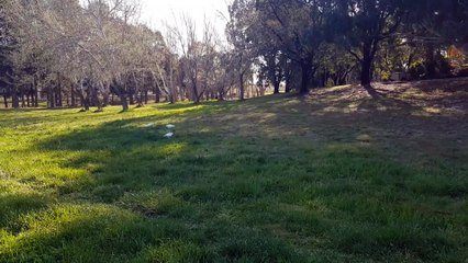 Australian White Parrots