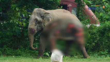 ரயில் மோதி உருக்குலைந்த யானை.. நடக்க முடியாமல் தவழ்ந்த காட்சி|elephant dies after being hit by train