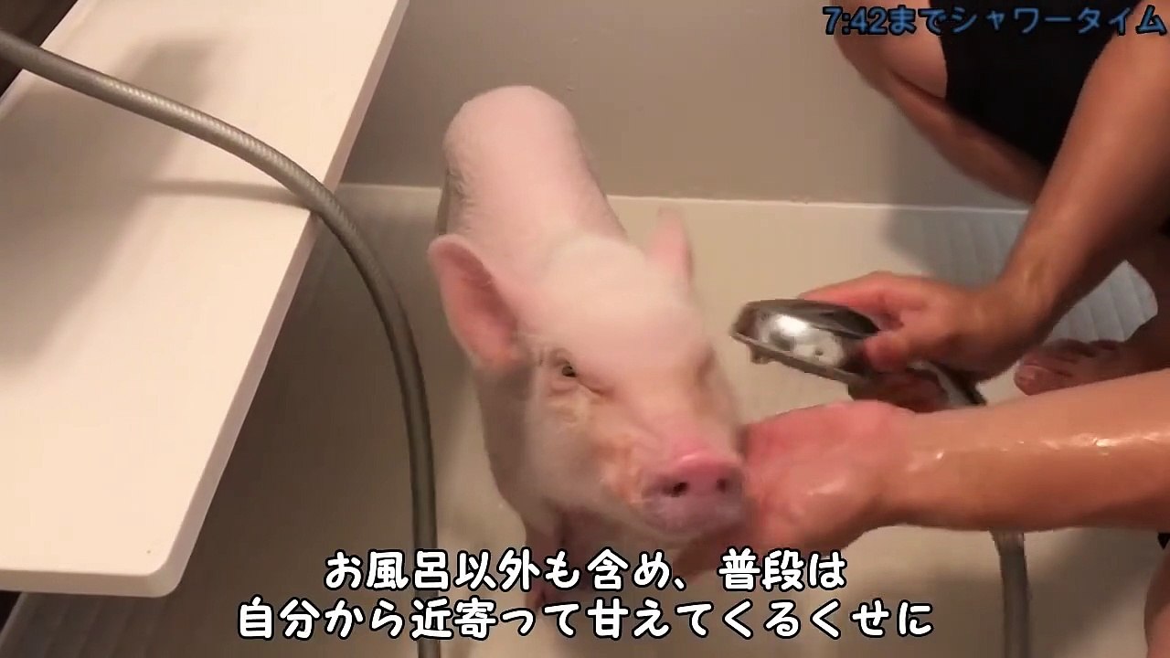トコちゃん、シャワーとお肌ケア