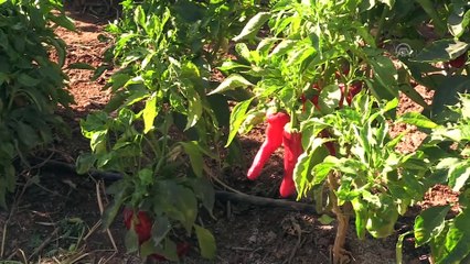 Şanlıurfa'nın lezzetleri ve müziği bu festivalde buluşacak