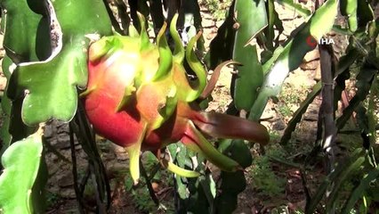 Antalya'da Türk kahvesi üretti