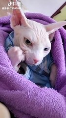 【抖音合集】中国TikTokまとめ　ずっと見られる！可愛い・面白い動物01 Cute Funny animal compilation01