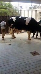 Qurbani Of Bull Part 1 | 2019 | Eid - e - Qurban