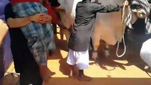Qurbani Of Bull Part 1 | 2019 | Eid - e - Qurban