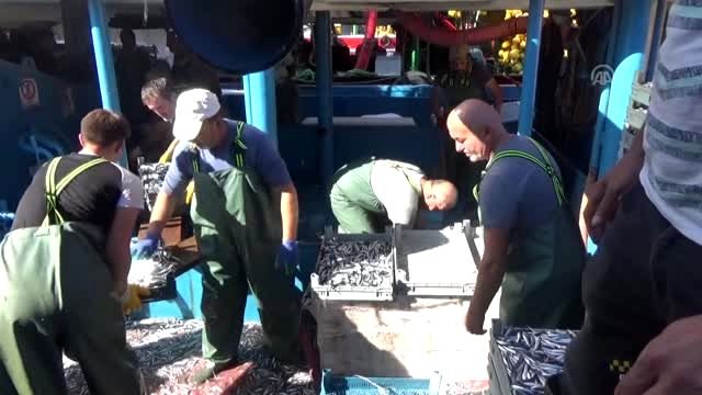 Karadeniz'de hamsi bolluğu balıkçıları sevindirdi - DÜZCE
