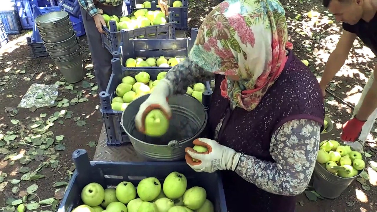 'Geyve ayvası' çiftçinin yüzünü güldürdü - SAKARYA