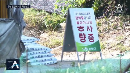 강화도 돼지 3만 8천여 마리 살처분…충남 ‘음성’ 판정