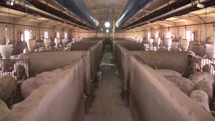 홍성 돼지열병 음성 판정에 농민·방역당국 안도 / YTN