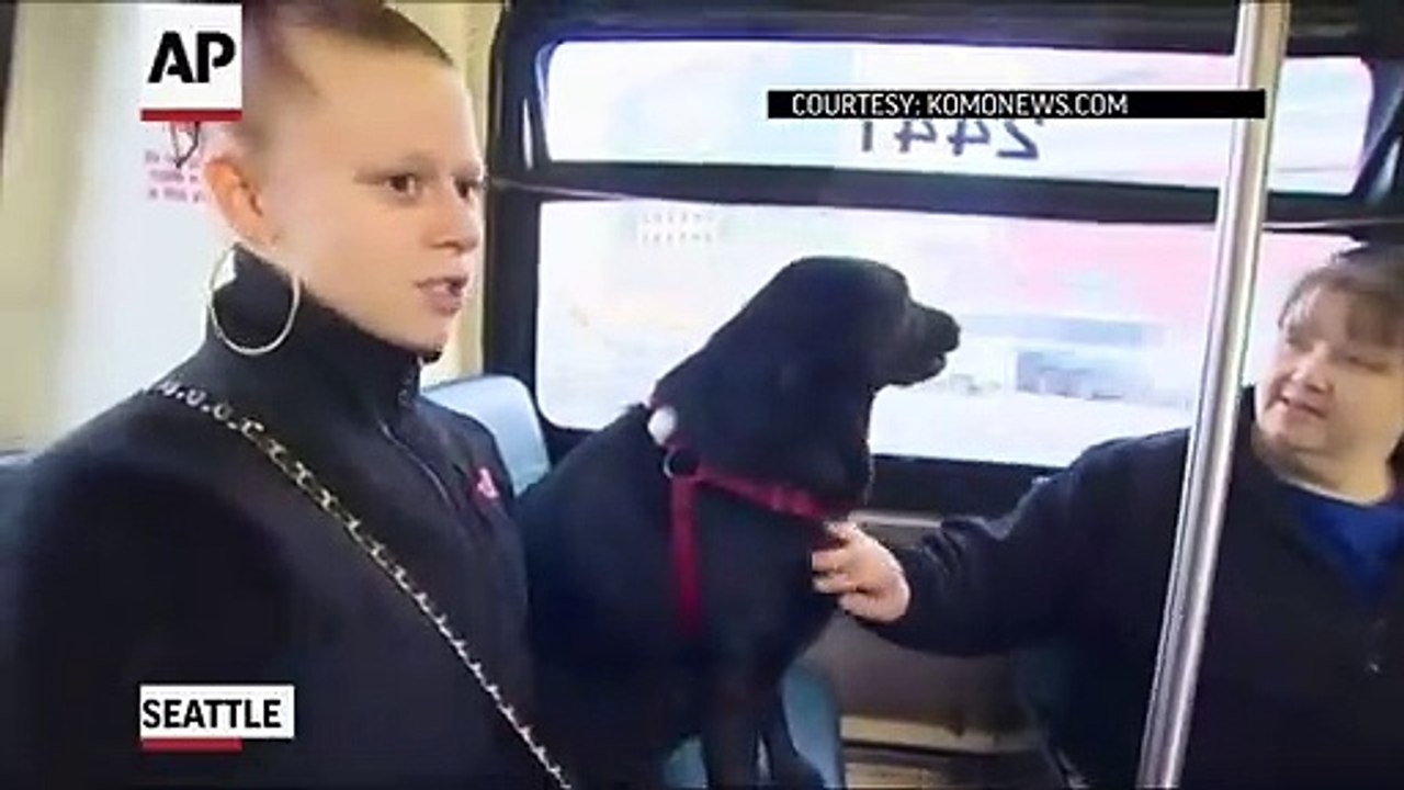 Dog Rides Bus Alone, Wins Hearts video Dailymotion