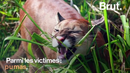 En Bolivie, 2,3 millions d'animaux sont morts dans les incendies