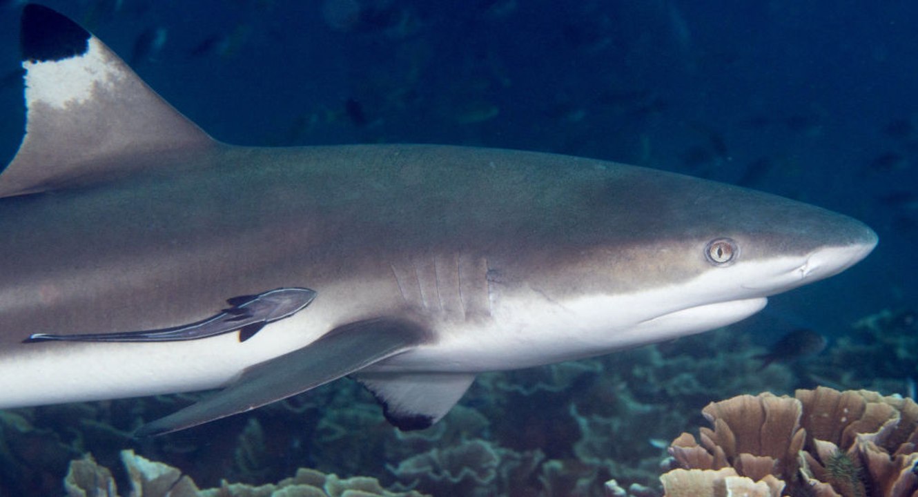 Un jeune surfeur victime d'une attaque de requin sous les yeux de sa mère !