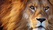 Vídeo viral: Mujer con poco aprecio por su vida  entra al foso de un león en un zoo de Nueva York para 'torearlo'
