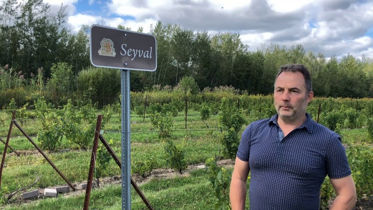 Vigneron Kobloth Québec
