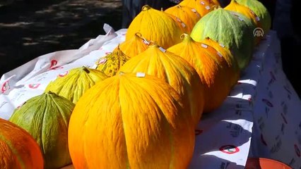 Yayla Kavunu Yarışması