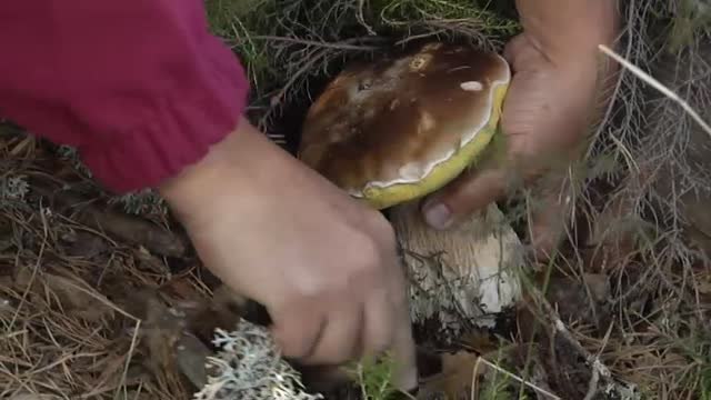 Comienza una espectacular temporada de setas en España