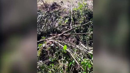 Internauta denuncia desmatamento próximo ao Rio que passa pela Rua Souza Naves Sul