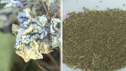 수국으로 음주 후 '블랙 아웃' 예방 / YTN