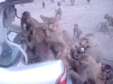 Ces singes se jettent sur le coffre d'une voiture et le dévalise...