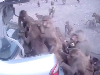 Ces singes se jettent sur le coffre d'une voiture et le dévalise...