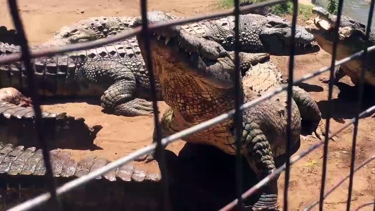 Ce crocodile se fait voler son poulet et croque la patte de son ami