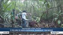 3 Orang Utan Korban Karhutla Dilepasliarkan di Taman Nasional Gunung Palung