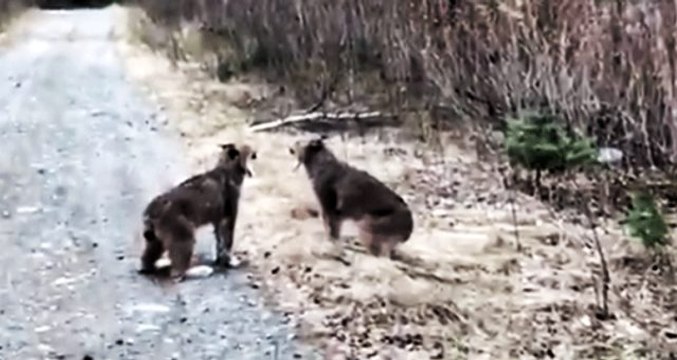 Çiftleşme döneminde bölgelerini genişletmeye çalışan iki vaşağın karşılaşması saniye saniye kaydedildi